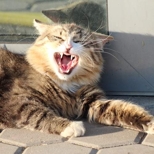 Photo #12240696