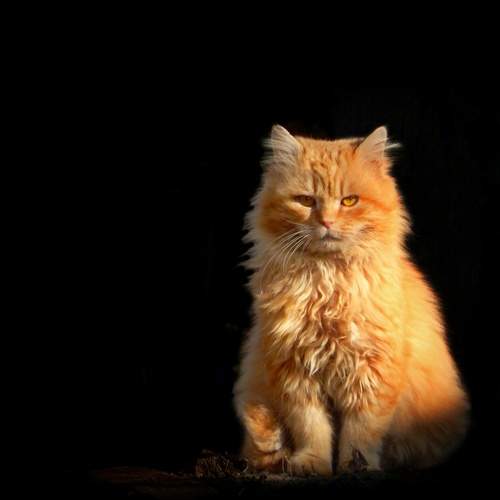 Photo #12240852
