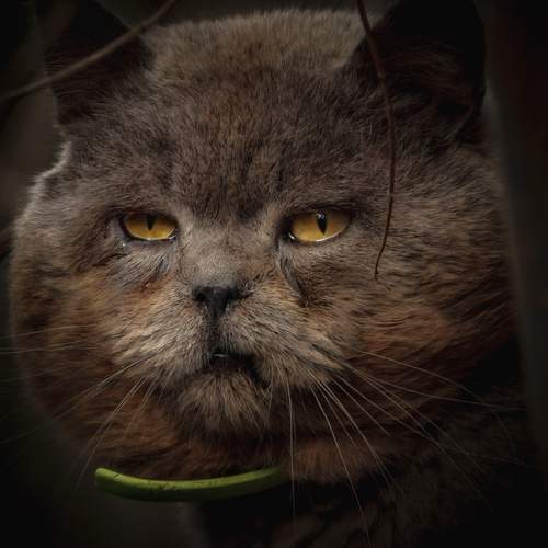 Photo #12240858