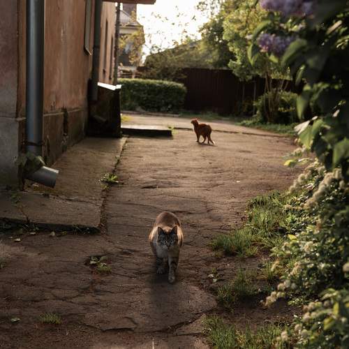 Photo #12240885