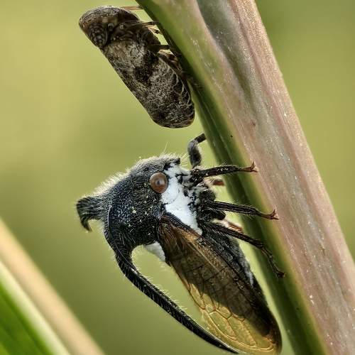 Фотография #12240904