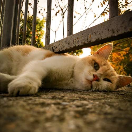 Photo #12240952