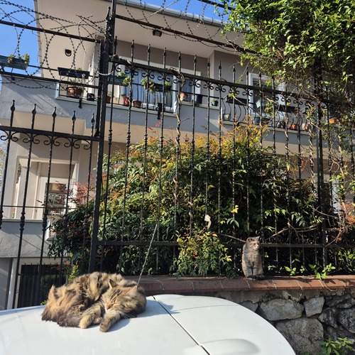 Photo #12240978