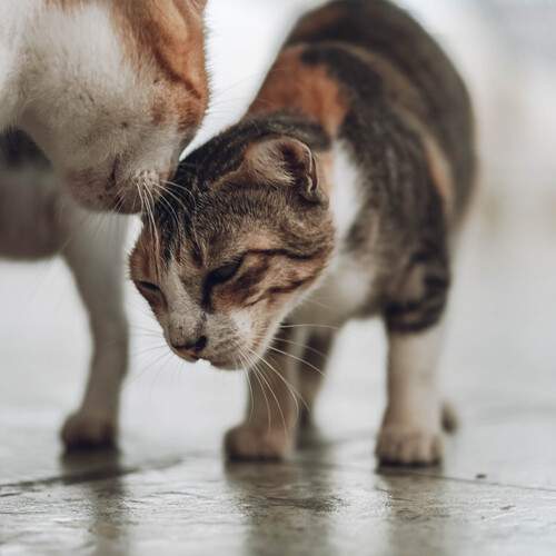 Photo #12241082