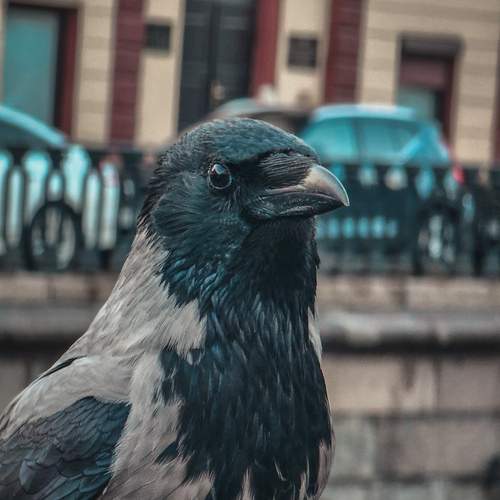 Photo #12241284