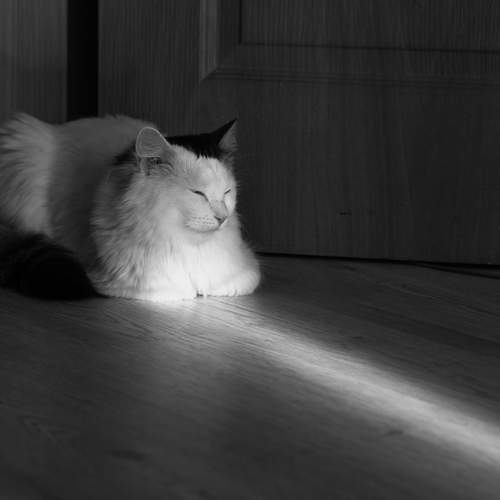 Фотография #12241351