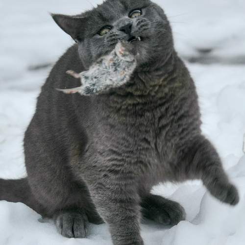 Фотография #12241398