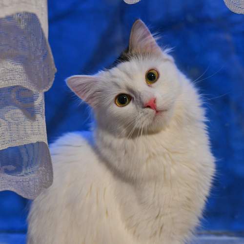 Фотография #12241453