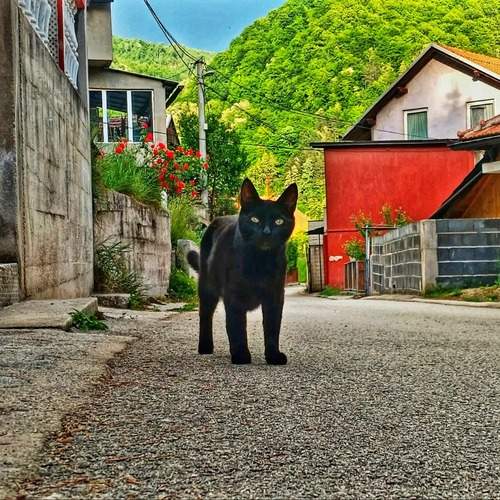 Photo #12241507