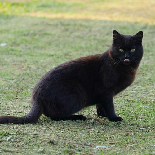 Photo #12241761