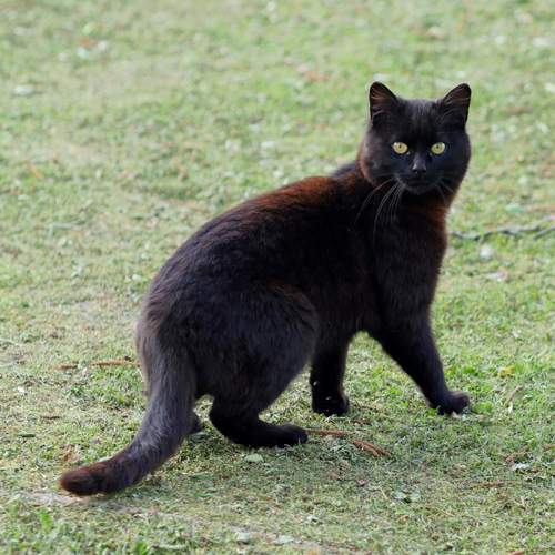 Photo #12241813