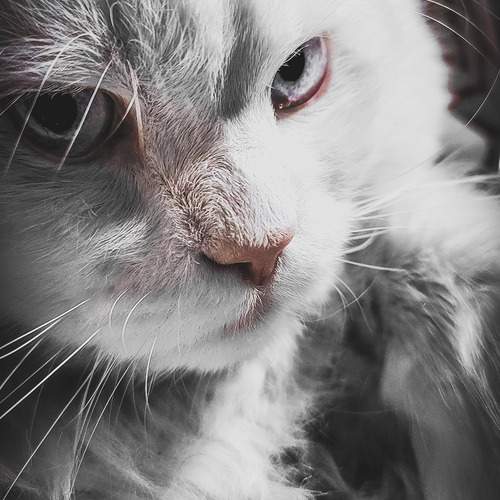 Photo #12242000