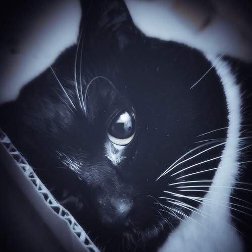 Photo #12242040