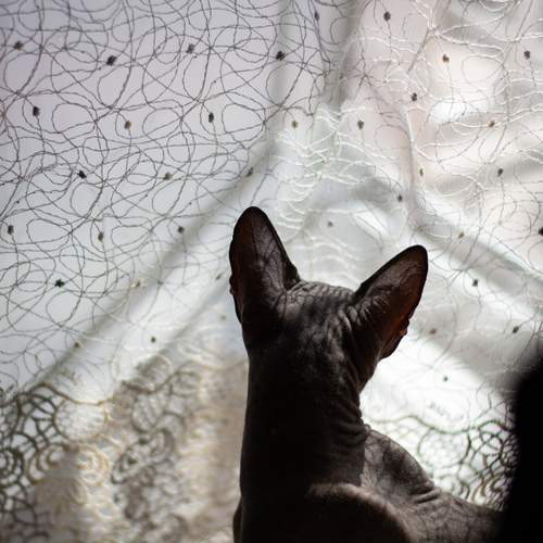 Photo #12242062
