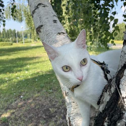 мимикрия