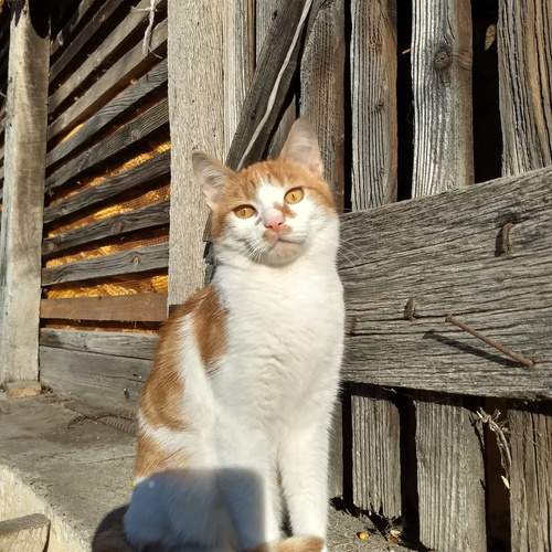 Photo #12242335