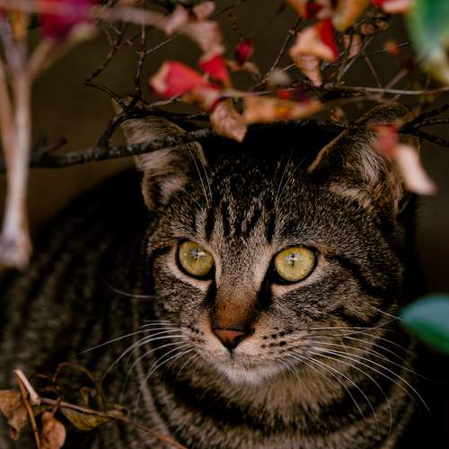Photo #12242459