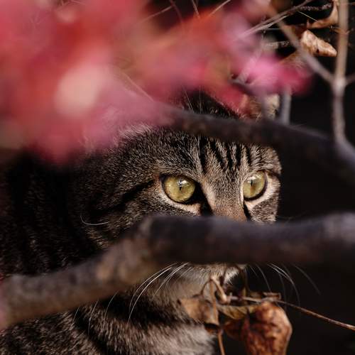 Photo #12242475