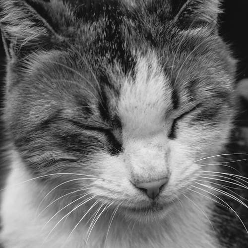 Photo #12242565