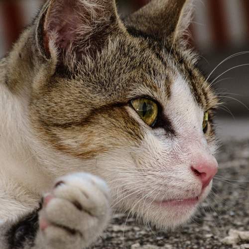 Photo #12242567