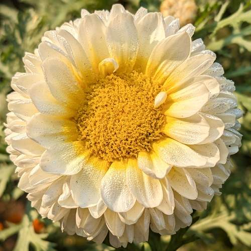 Pearls of Dawn on Petals of Purity