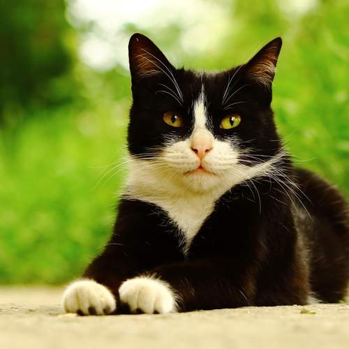Photo #12242653