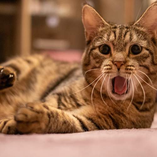 Photo #12242654