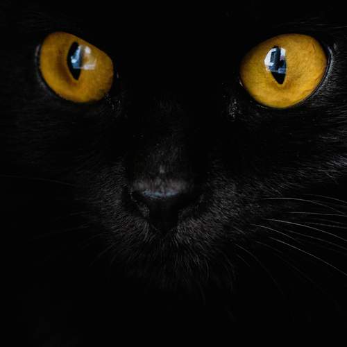 Photo #12242691