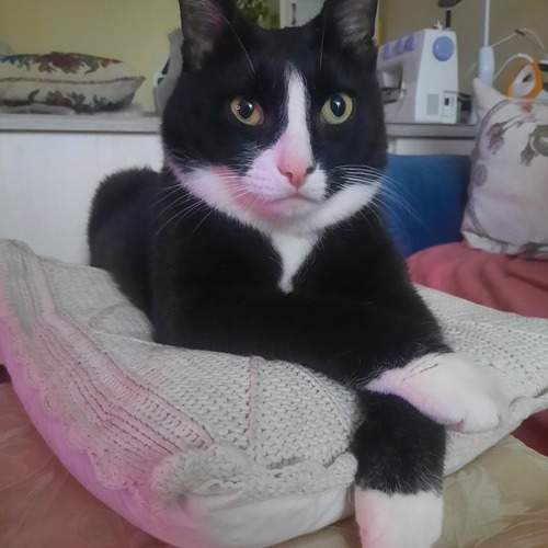 Photo #12242962