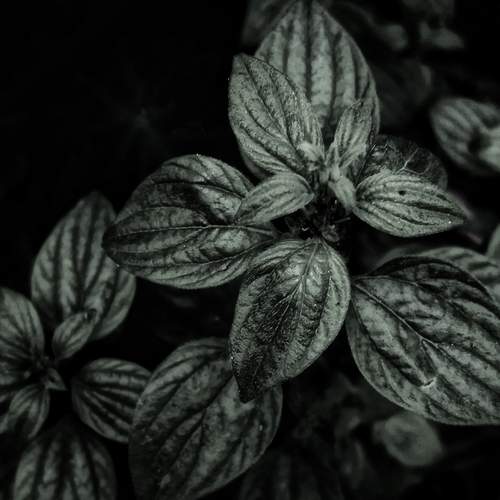 Photo #12243125