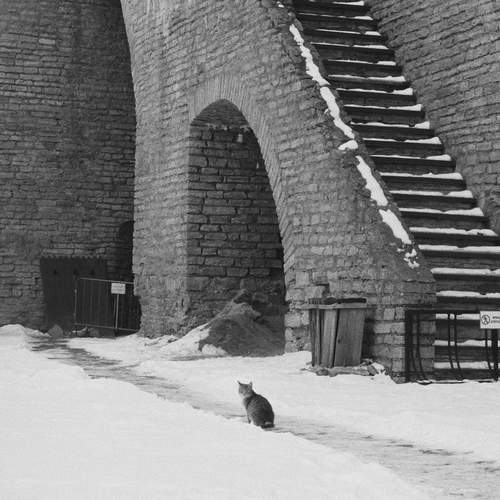 Сastle cat
