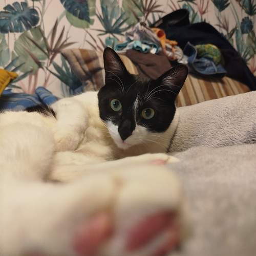 Photo #12243430
