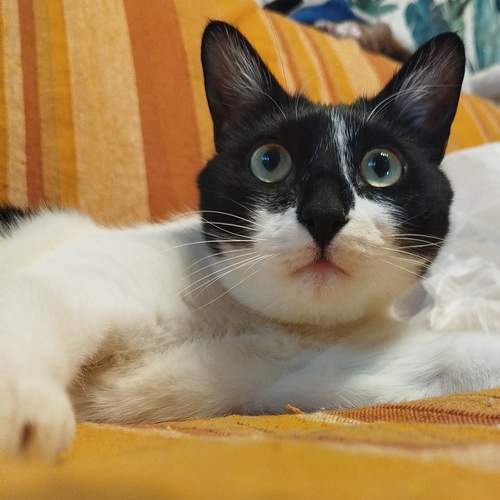 Photo #12243492