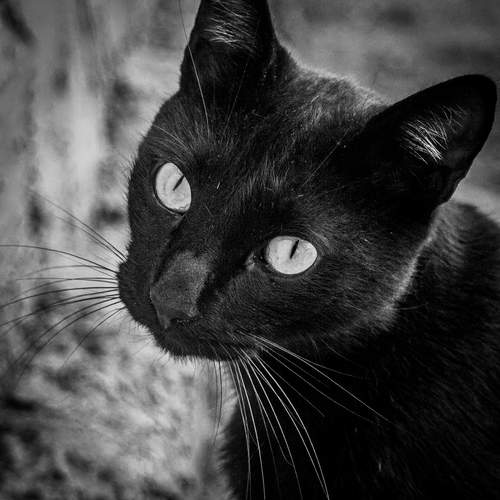 Photo #12243496