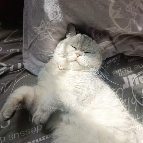 Photo #12244003