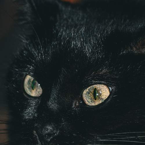 Photo #12244119