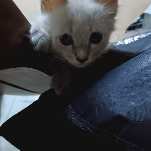Photo #12244185