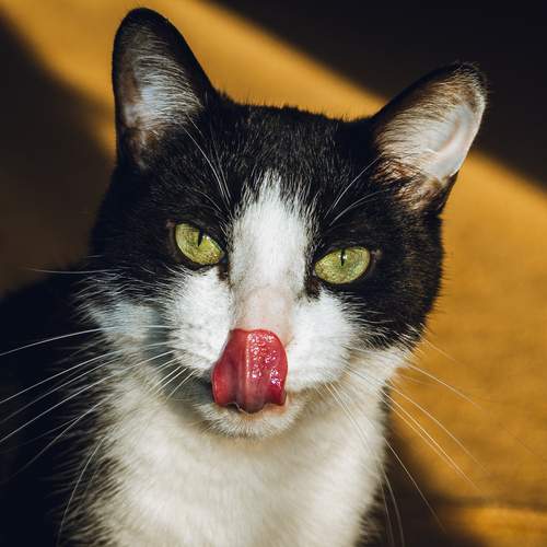 Photo #12244222