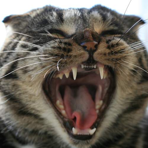Photo #12244462
