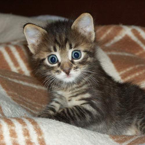 Photo #12244467