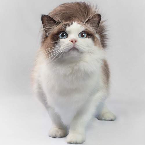 Photo #12244790