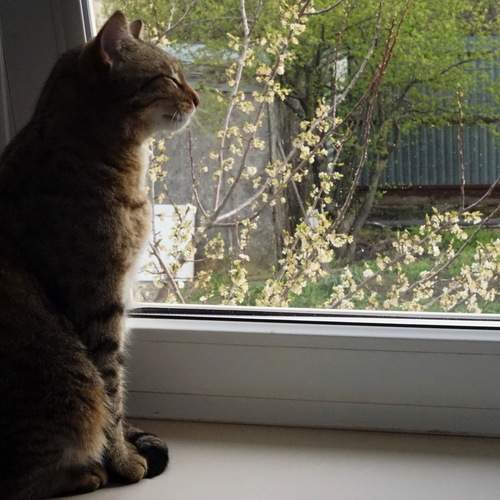 Photo #12244921