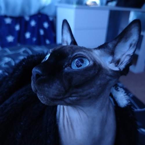 Photo #12245207