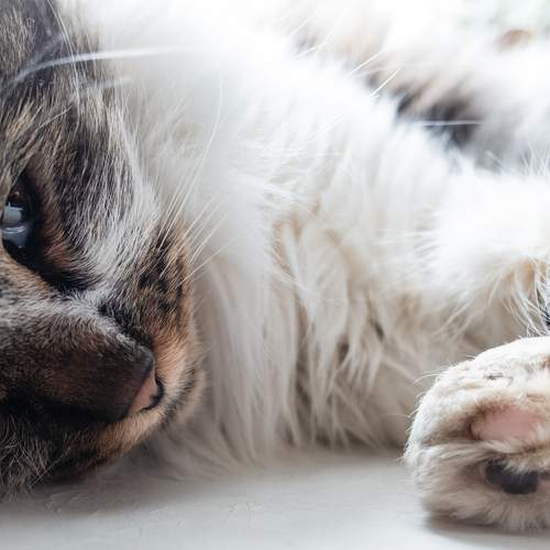 Photo #12245275