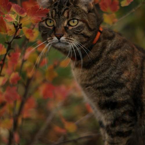 Photo #12245306
