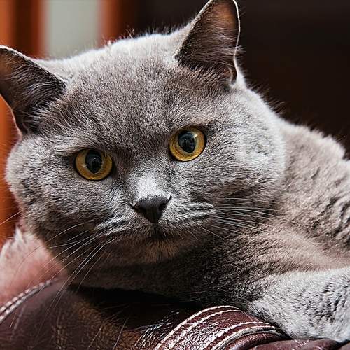 Photo #12245637