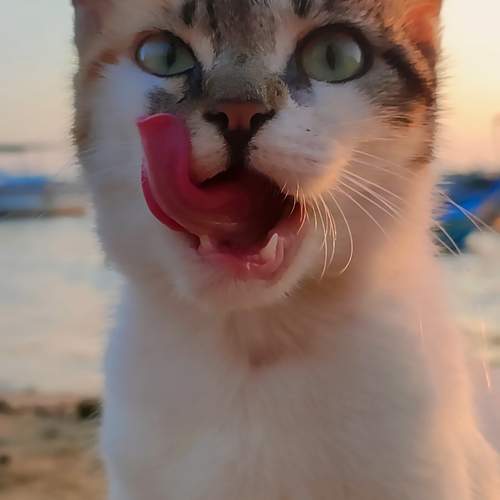 Photo #12245822