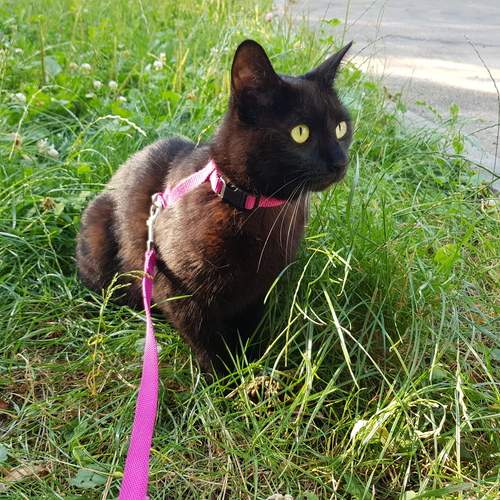 Photo #12245941