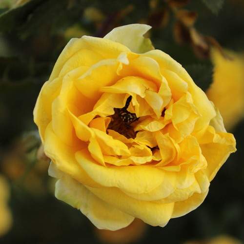 Photo #12246124