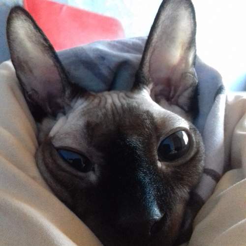 Photo #12246180